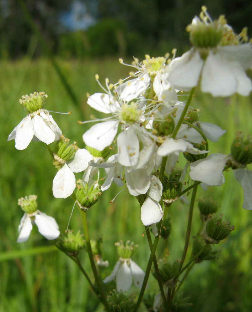 Image of Filipendula vulgaris specimen.