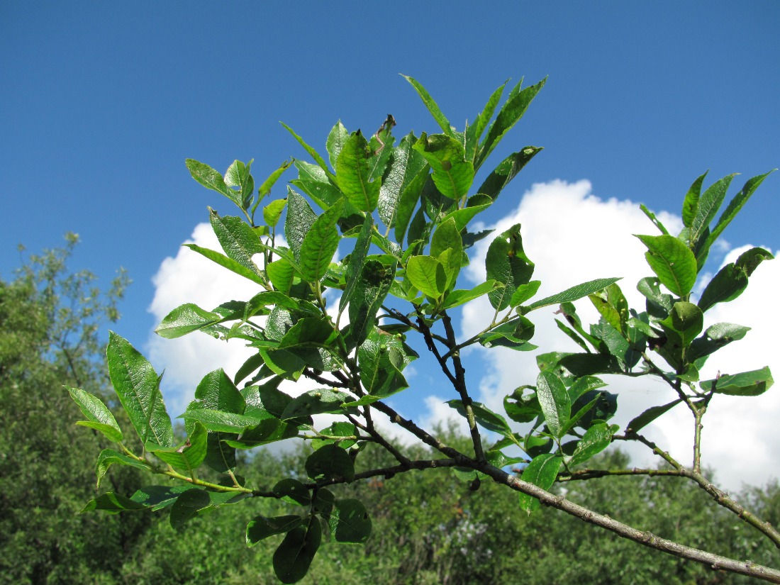 Image of Salix myrsinifolia specimen.