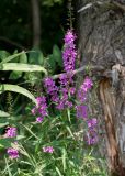 Lythrum salicaria