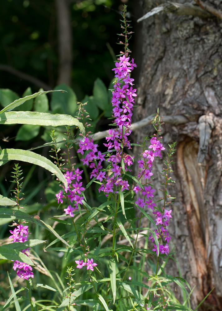 Image of Lythrum salicaria specimen.