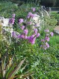 Physostegia virginiana