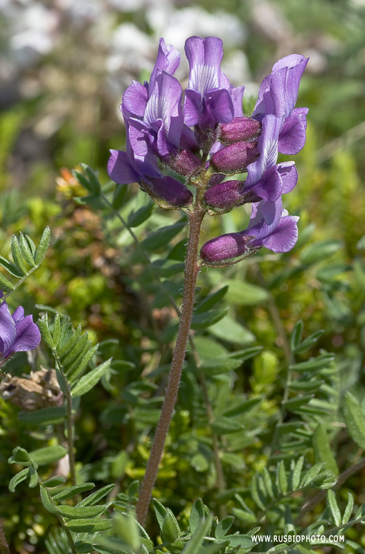 Image of Oxytropis sordida specimen.