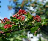 Physocarpus opulifolius. Ветвь с соплодиями. Московская обл., Раменский р-н, окр. дер. Хрипань, садовый участок. 01.07.2012.