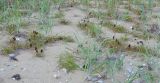 Carex macrocephala. Плодоносящие растения на песчаном пляже. Приморье, бухта Второй Лангоу. 26.08.2006.