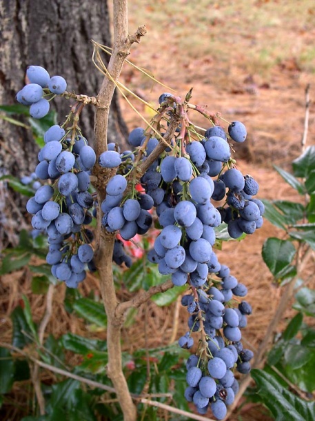 Изображение особи Mahonia aquifolium.