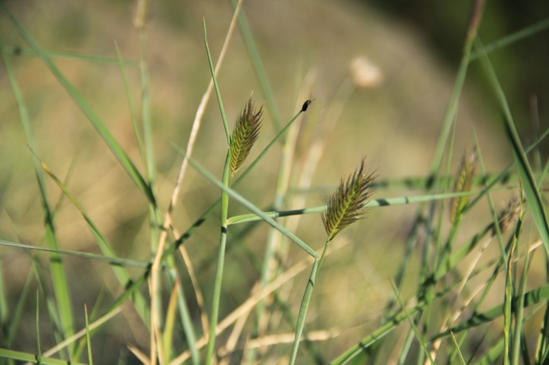 Image of genus Agropyron specimen.