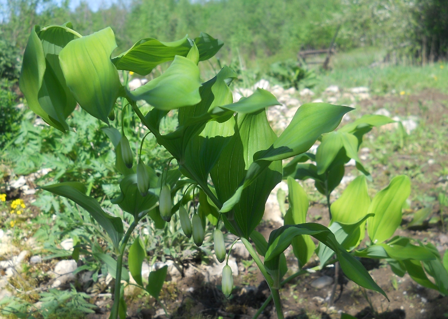 Image of Polygonatum ovatum specimen.