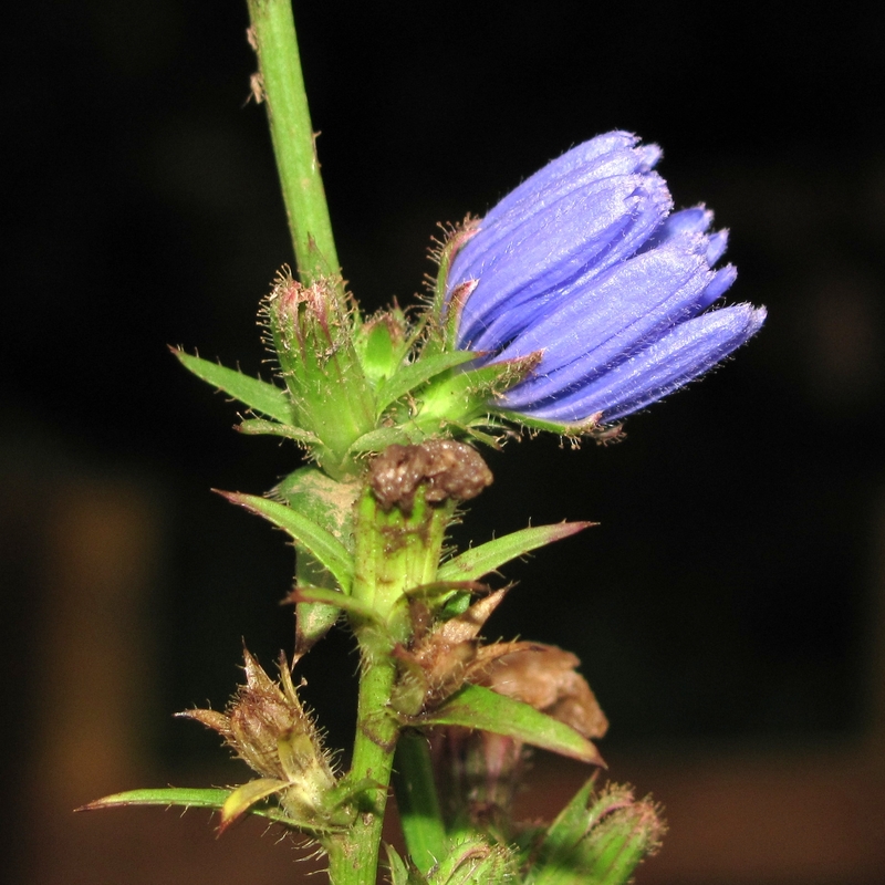 Image of Cichorium intybus specimen.