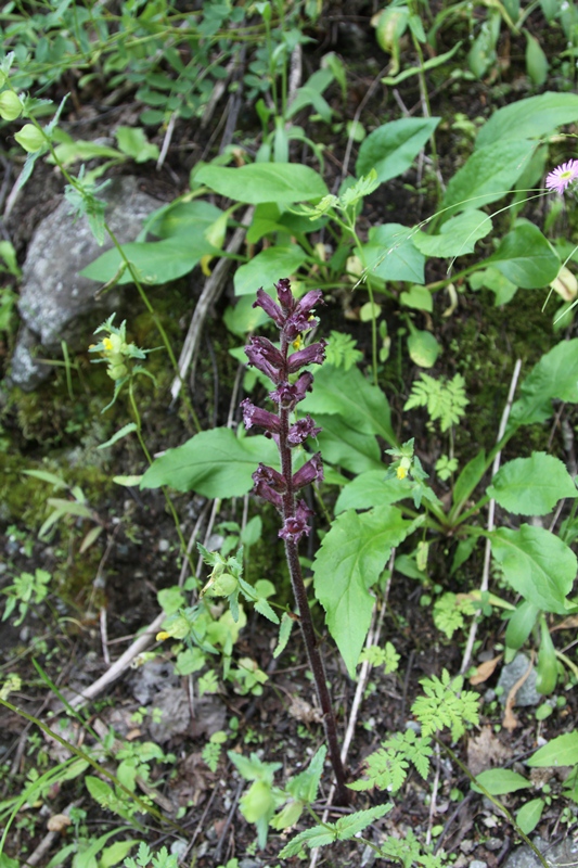 Изображение особи род Orobanche.