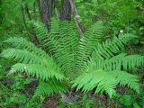 Dryopteris sichotensis