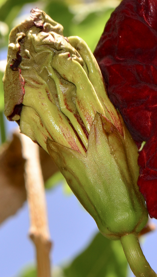 Image of Kigelia pinnata specimen.