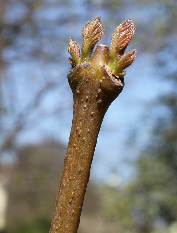 Image of Calycanthus chinensis specimen.