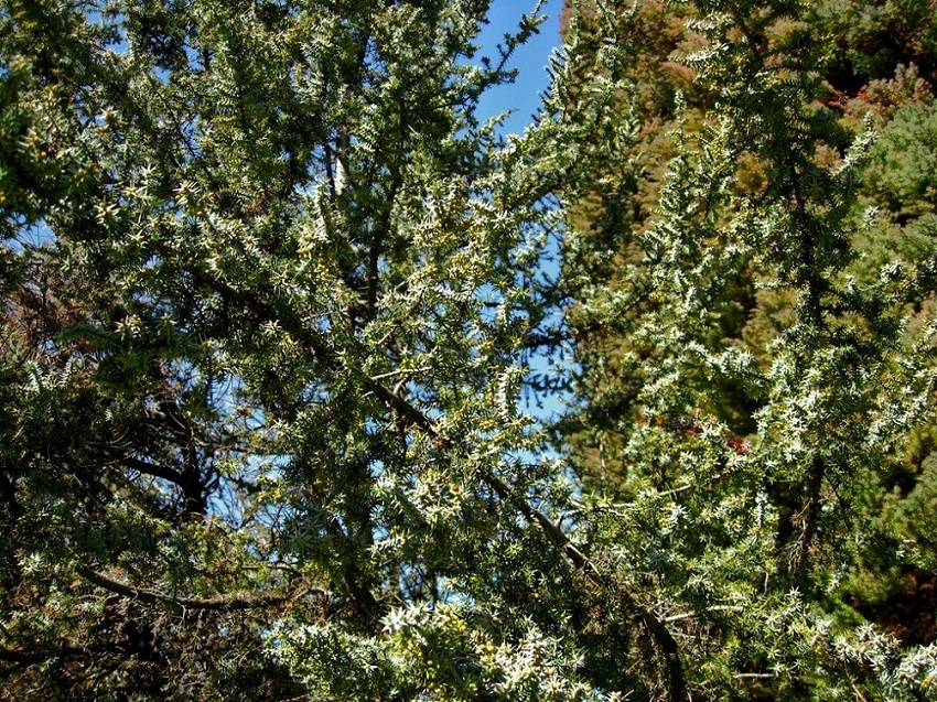 Image of Juniperus cedrus specimen.