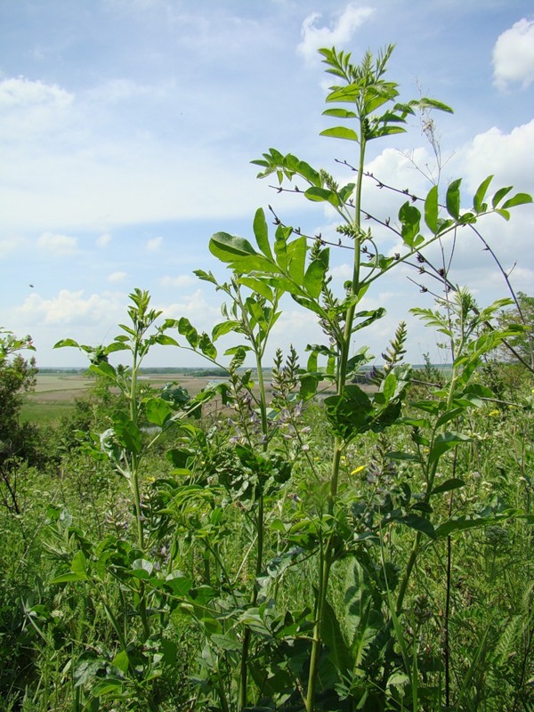 Image of Glycyrrhiza glabra specimen.