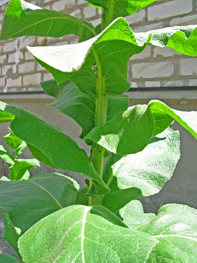 Image of Verbascum phlomoides specimen.