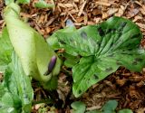 Arum maculatum. Цветущее растение. Германия, г. Krefeld, Ботанический сад. 11.05.2013.