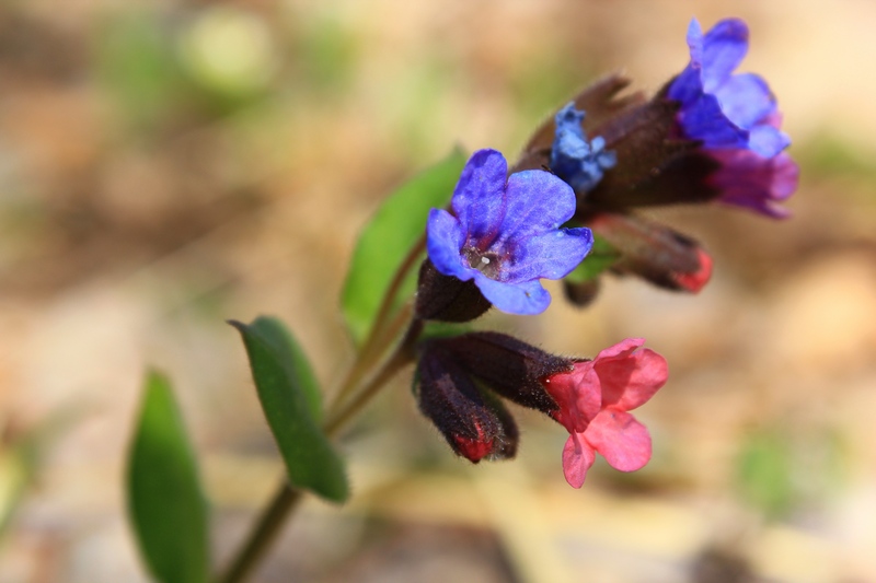 Изображение особи Pulmonaria obscura.