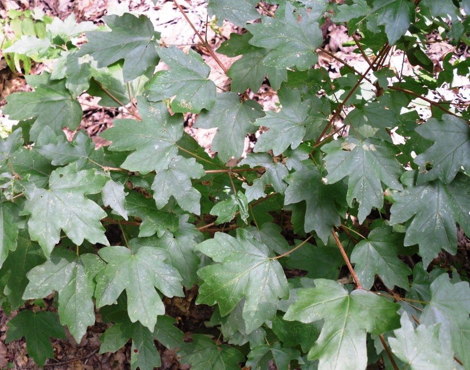 Image of Acer campestre specimen.