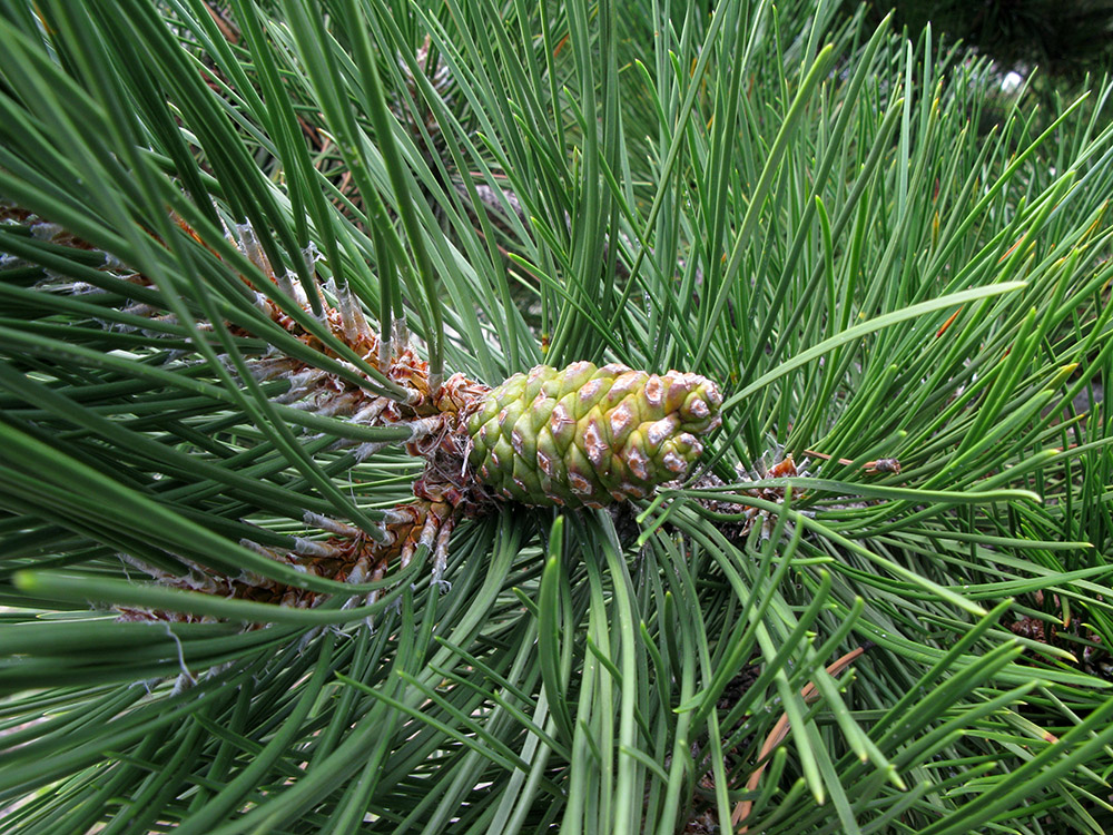 Изображение особи Pinus pallasiana.