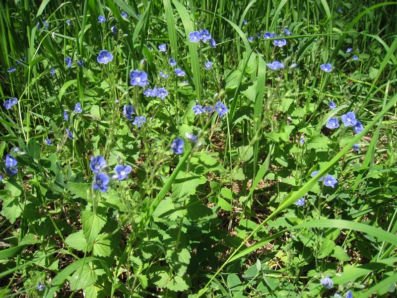 Image of Veronica chamaedrys specimen.