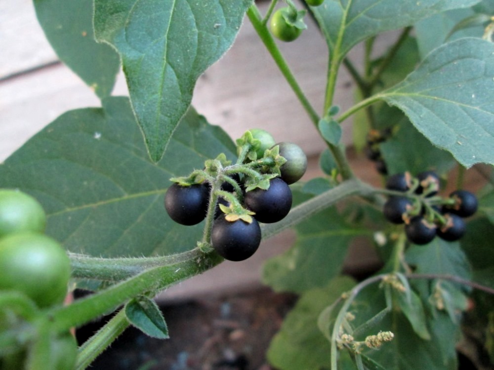 Изображение особи Solanum nigrum.