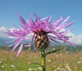 род Centaurea