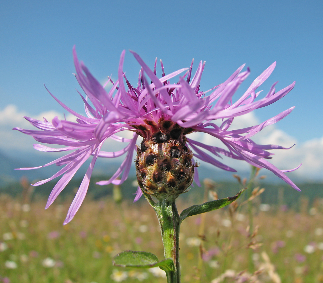 Изображение особи род Centaurea.