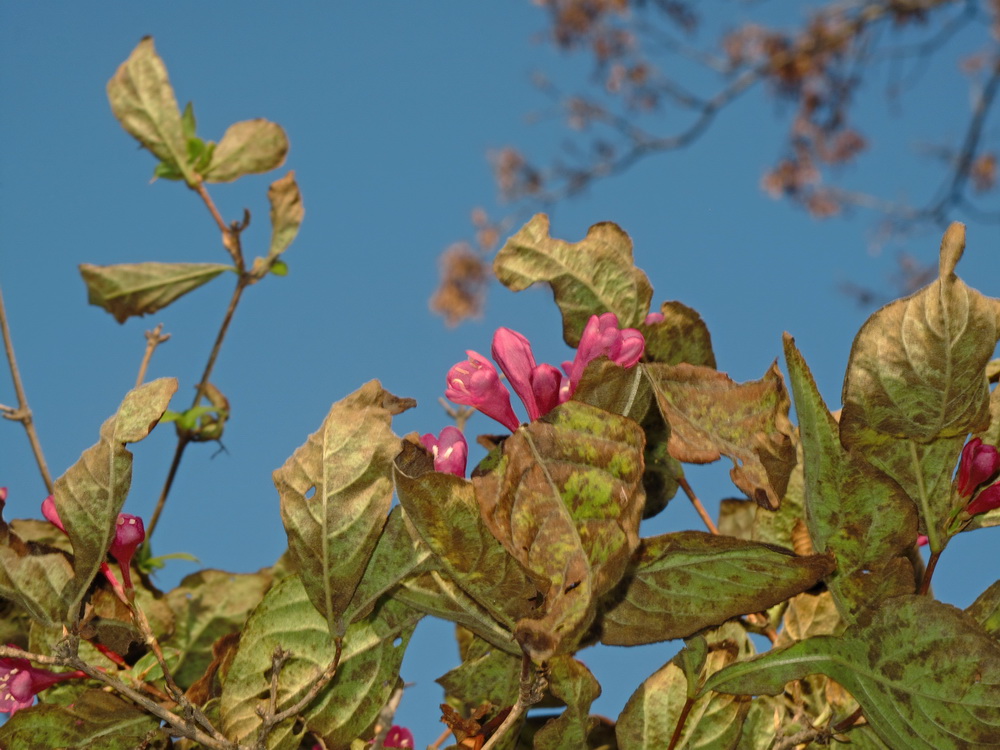 Изображение особи Weigela praecox.