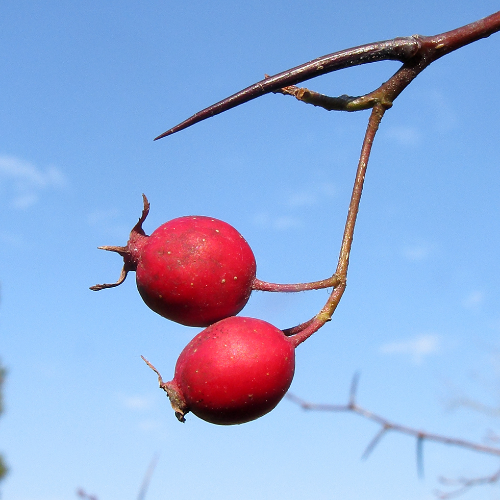 Image of Crataegus crus-galli specimen.