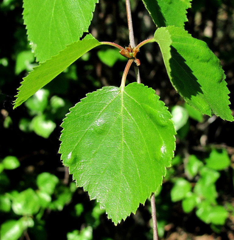 Изображение особи род Betula.