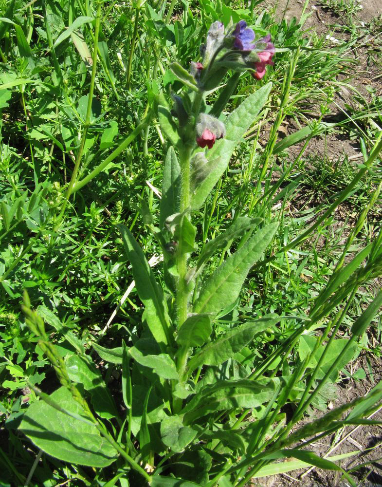 Изображение особи Cynoglossum officinale.