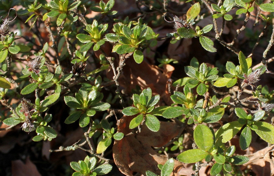 Изображение особи Rhododendron obtusum.