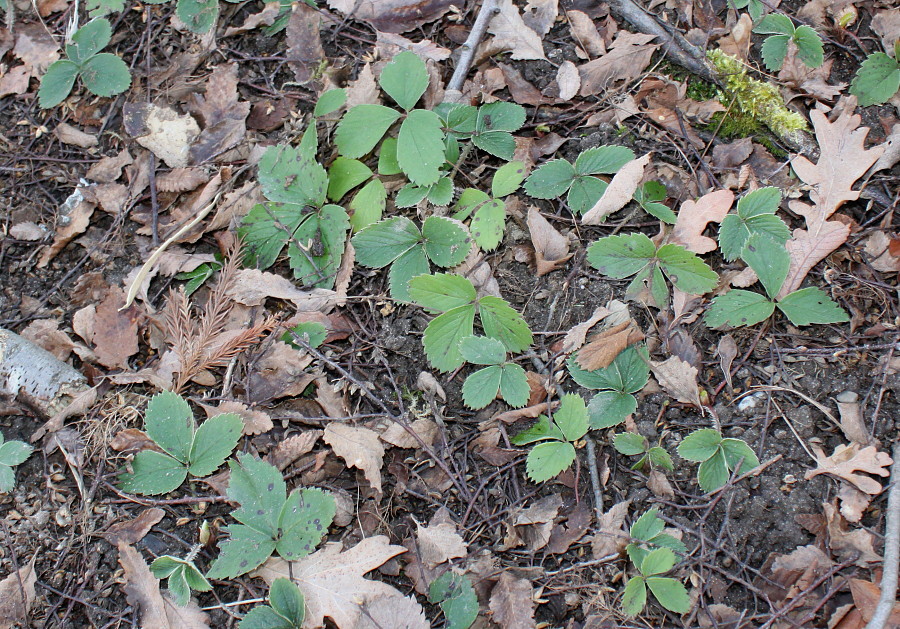 Изображение особи Fragaria chiloensis.