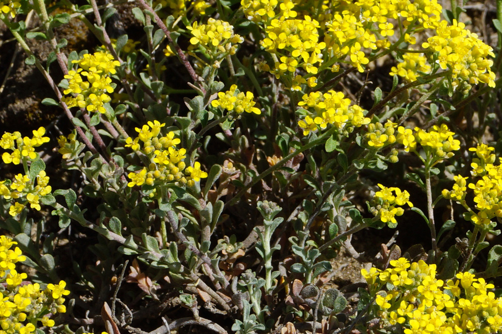 Image of Odontarrhena obovata specimen.