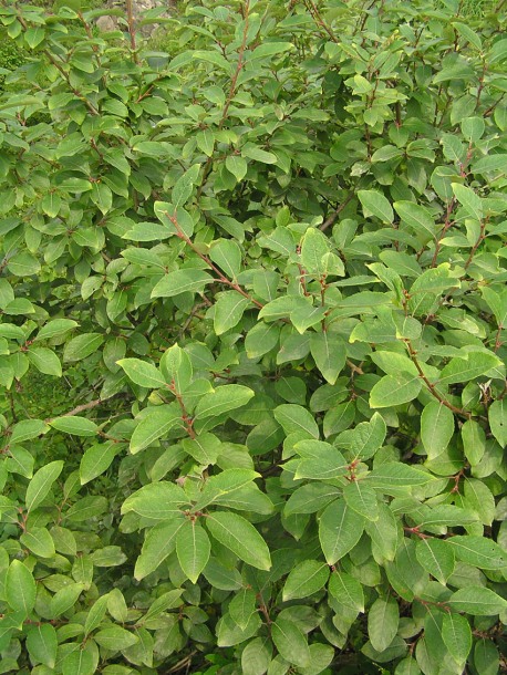 Image of Salix caprea specimen.