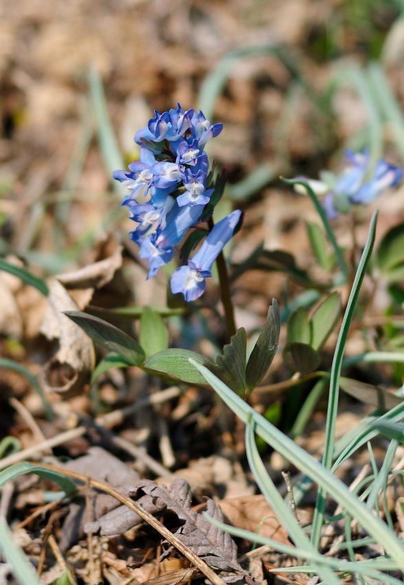 Image of Corydalis ambigua specimen.