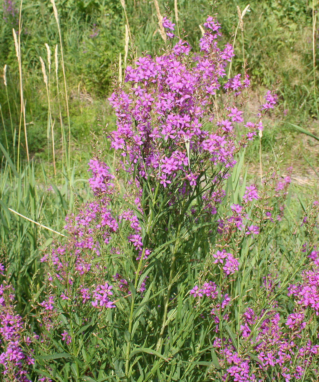 Image of Lythrum virgatum specimen.