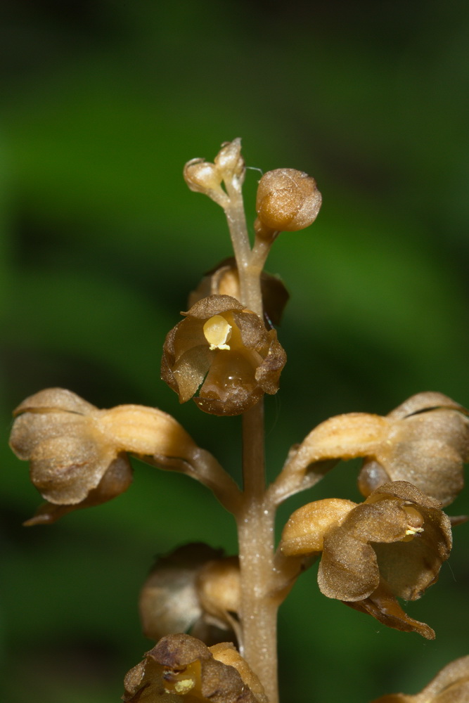 Image of Neottia nidus-avis specimen.