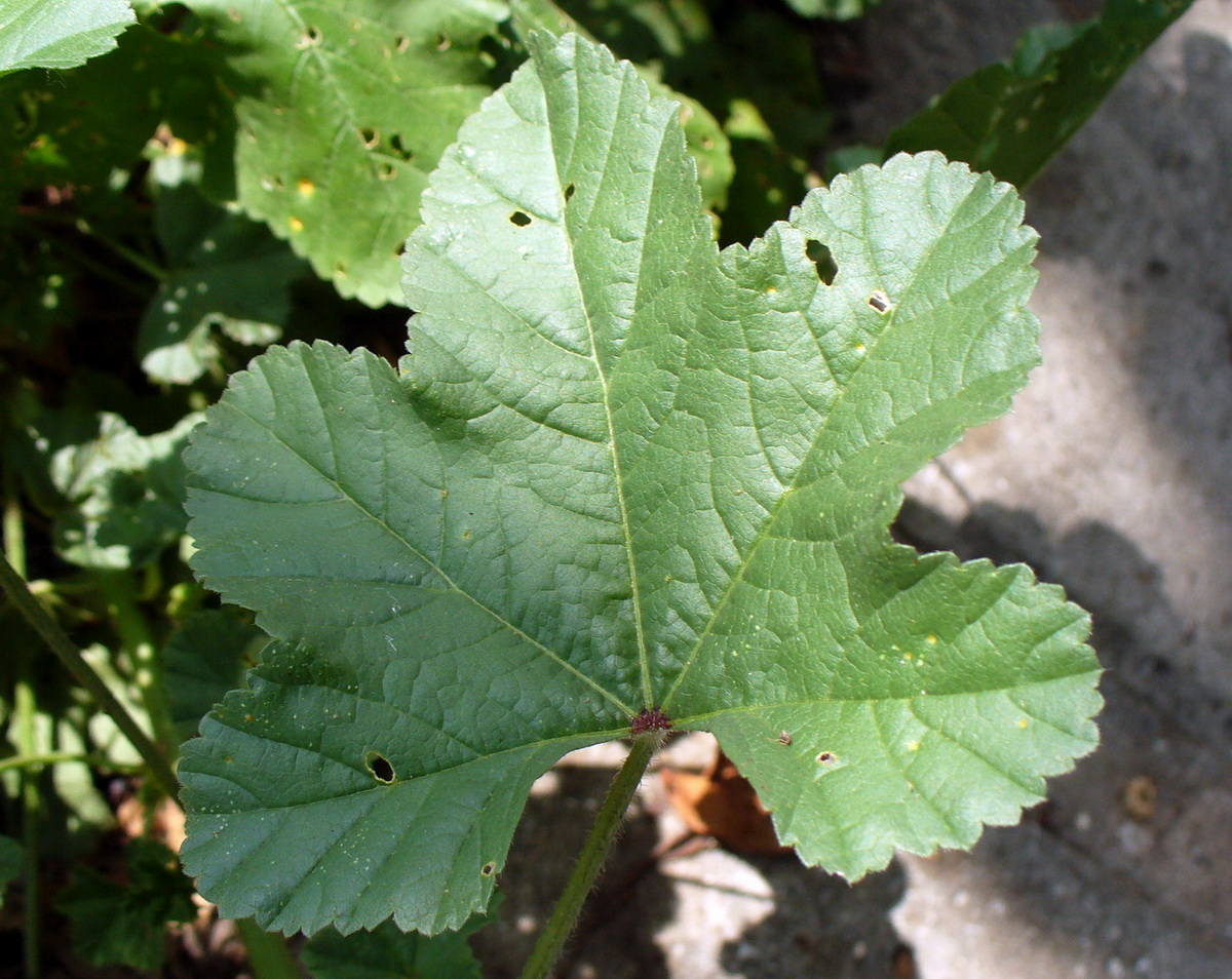 Image of Malva sylvestris specimen.