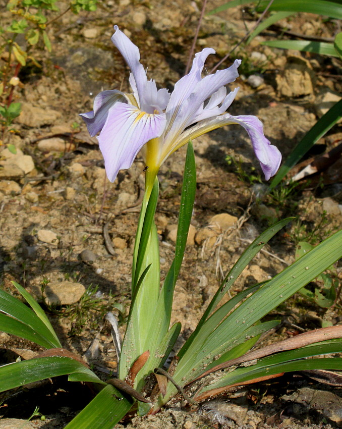 Image of Iris douglasiana specimen.