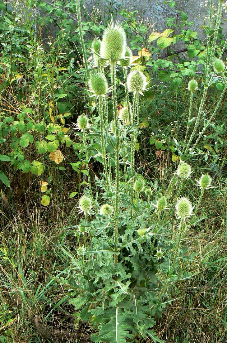 Image of Dipsacus laciniatus specimen.