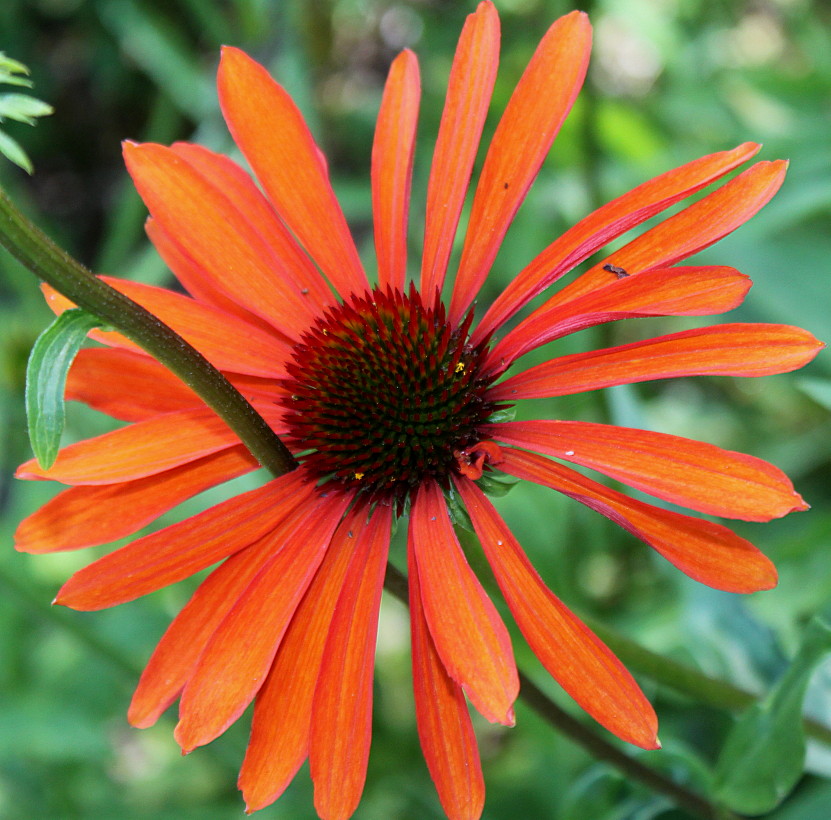 Image of Echinacea purpurea specimen.