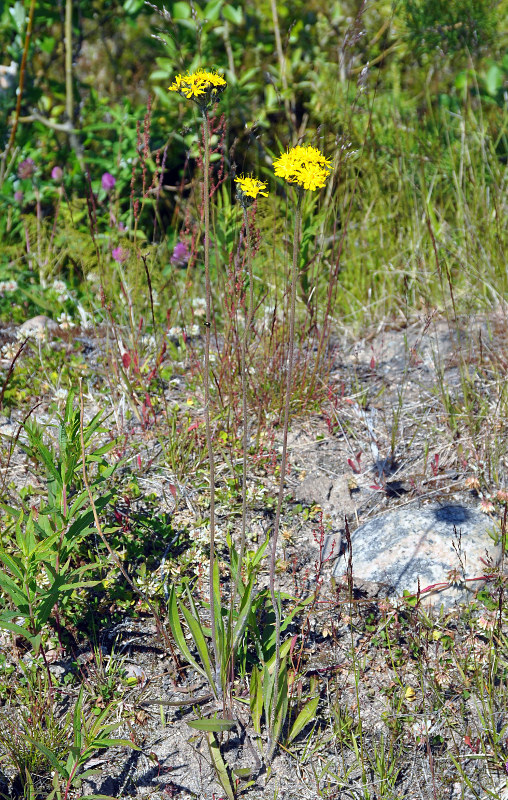 Image of genus Pilosella specimen.