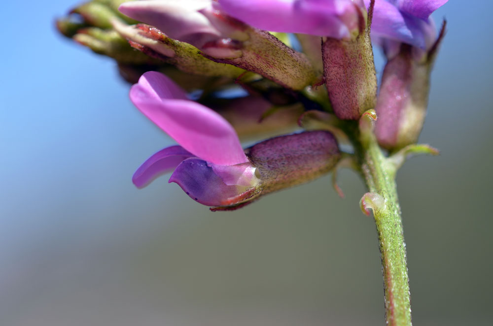 Изображение особи Oxytropis glabra.