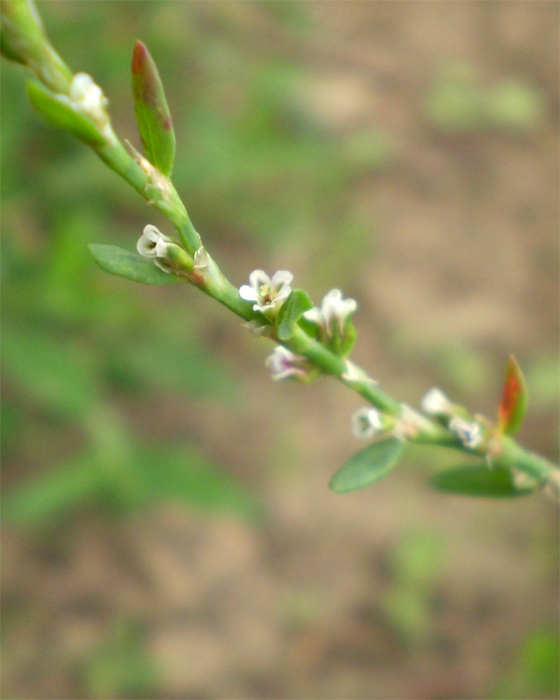 Image of Polygonum aviculare specimen.