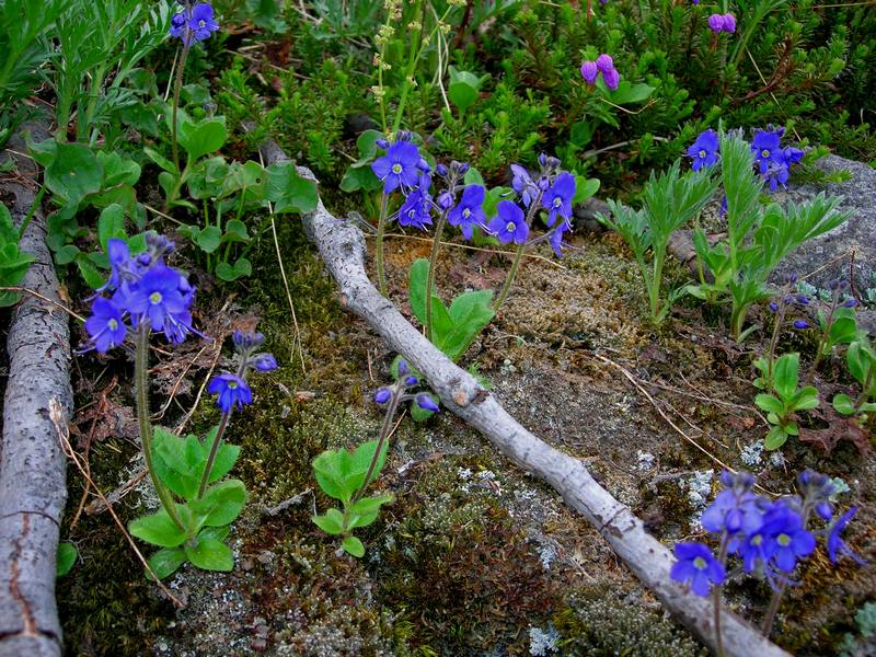 Image of Veronica grandiflora specimen.