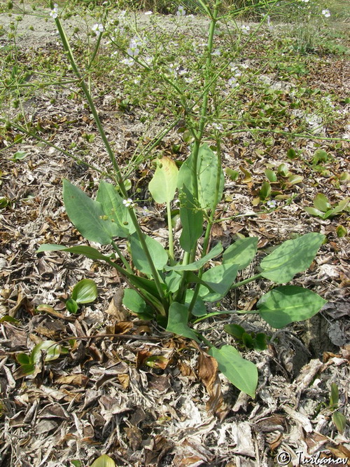 Image of Alisma plantago-aquatica specimen.