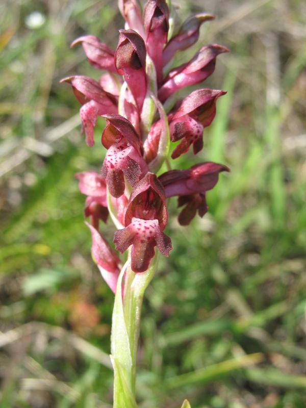 Изображение особи Anacamptis coriophora.