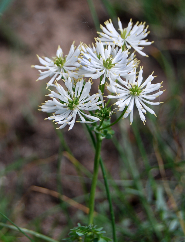 Image of Thalictrum petaloideum specimen.