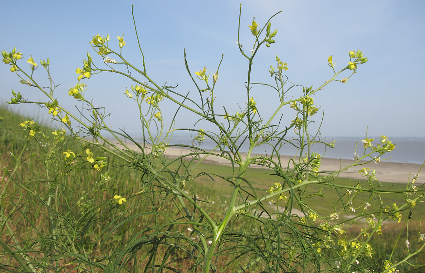 Image of Sisymbrium altissimum specimen.